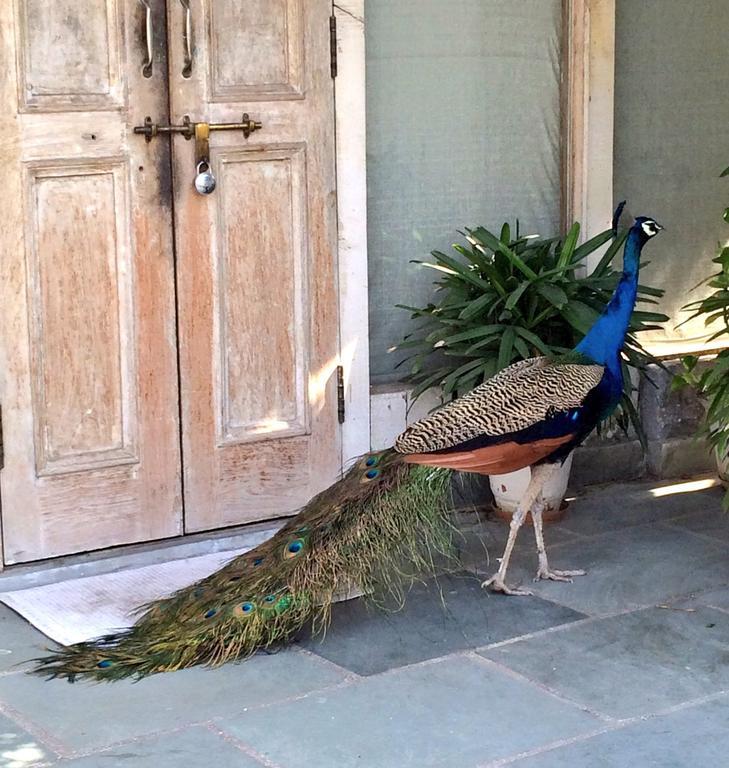 The Lazy Patio Homestay Nueva Delhi Exterior foto